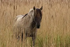 Konik: Konik Pony - In long grass