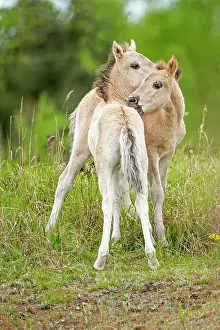 Foals: Konik, wild horse, two foals playing, Oranienbaum