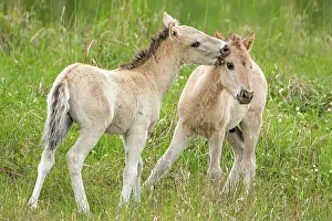 Foals: Konik, wild horse, two foals playing, Oranienbaum