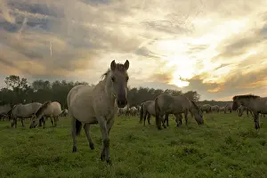 Oostvaardersplassen: Horse