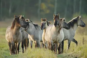 Lentevreugd: Horse