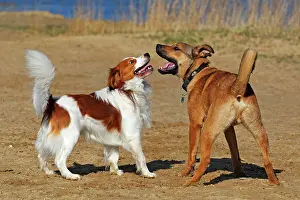 Kooikerhondje: Kooikerhondje or Kooiker Hound (Canis lupus familiaris)