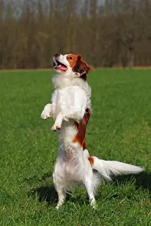 Kooikerhondje: Kooikerhondje or Kooiker Hound (Canis lupus familiaris)