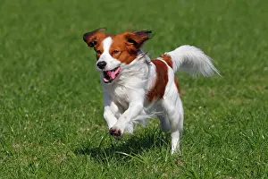 Kooikerhondje: Kooikerhondje, Kooiker Hound (Canis lupus familiaris)