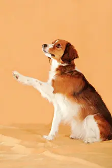 Lifting: Kooikerhondje lifting its paw, waving