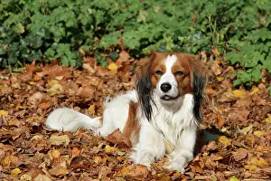 Kooikerhondje: Kooikerhondje lying in autumn leaves Kooikerhondje
