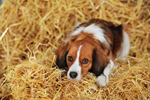 Kooikerhondje: Kooikerhondje lying on straw