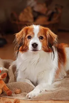 Kooikerhondje: Kooikerhondje, male, 9 years, lying, animal portrait