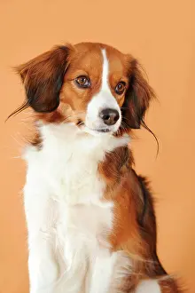 Kooikerhondje: Kooikerhondje, portrait