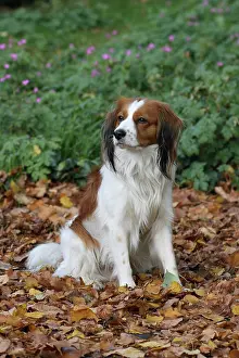 Kooikerhondje: Kooikerhondje sitting in autumn leaves Kooikerhondje