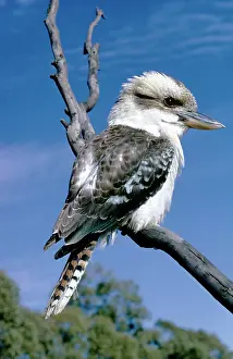 Dacelo: KOOKABURRA