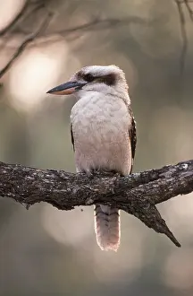 Zoological: Kookaburra