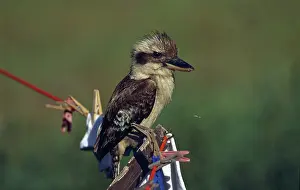 Zoological: Kookaburra