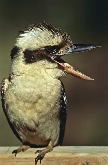Zoological: Kookaburra