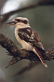 Zoological: Kookaburra