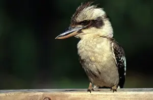 Dacelo: Kookaburra