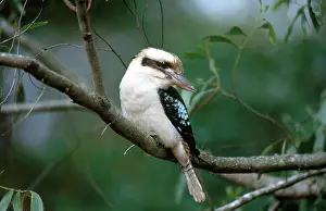 Dacelo: Kookaburra