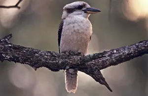 Zoological: Kookaburra