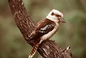 Kookaburras: KOOKABURRA