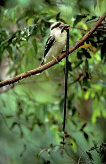 Dacelo: Kookaburra - juvenile eating Yellow-naped Snake