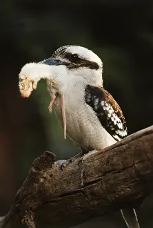 Dacelo: Kookaburra with Rat
