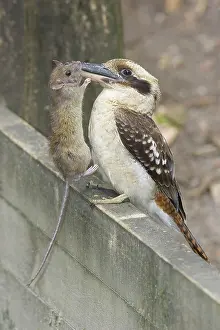Dacelo: Kookaburra with rat prey