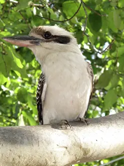 Laughing: Kookaburra in tree