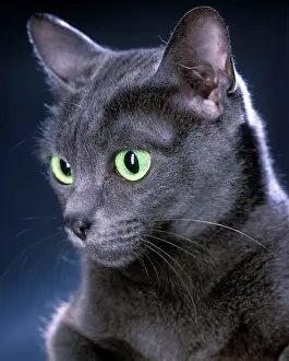 Korats: Korat Cat