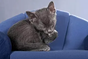 Sofa: Korat kitten on a sofa sitting, grooming