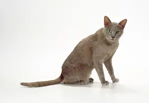 Korats: Korat-thai Lilac Cat