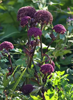 Angelica: Korean angelica
