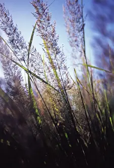 Korean: Korean feather reed grass