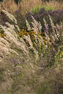 Stipa: Korean Feather Reed Grass