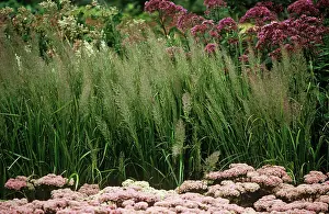 Korean: Korean feather reed grass