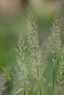 Stipa: Korean Feather Reed Grass
