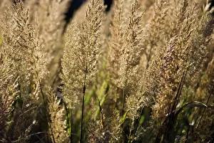 Stipa: Korean Feather Reed Grass