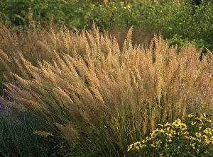 Stipa: Korean Feather Reed Grass