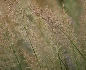 Stipa: Korean Feather Reed Grass