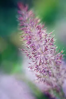 Plume: Korean feather reed grass