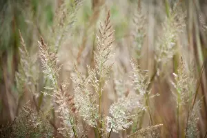 Stipa: Korean feather reed grass, Calamagrostis brachytricha