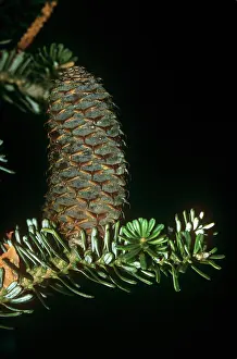 Firs: Korean Fir - cone beginning to mature