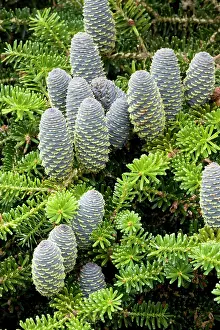 Firs: Korean fir with cones