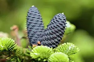 Abies: Korean fir Silberlocke, Abies koreana Silberlocke
