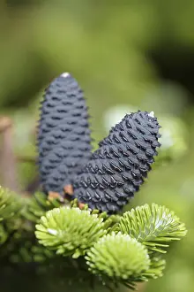 Abies: Korean fir Silberlocke, Abies koreana Silberlocke