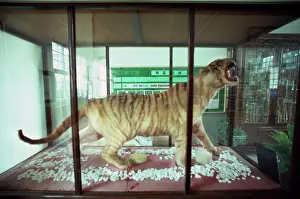 Models: Last Korean Tiger - mounted specimen on display