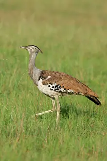 Bustards: Kori Bustard