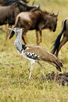 Bustards: Kori Bustard