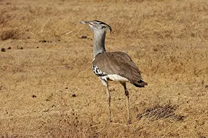 Bustards: Kori Bustard