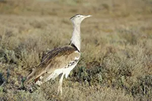 Kori: Kori Bustard