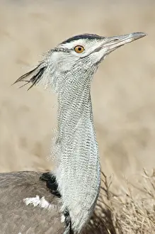 Kori: Kori Bustard